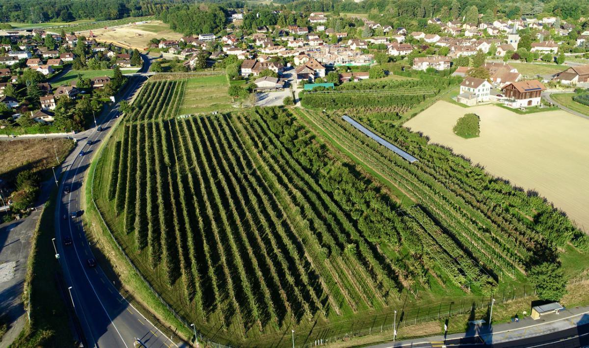 MBlondel l'Esprit du Fruit MBlondel l'Esprit du Fruit