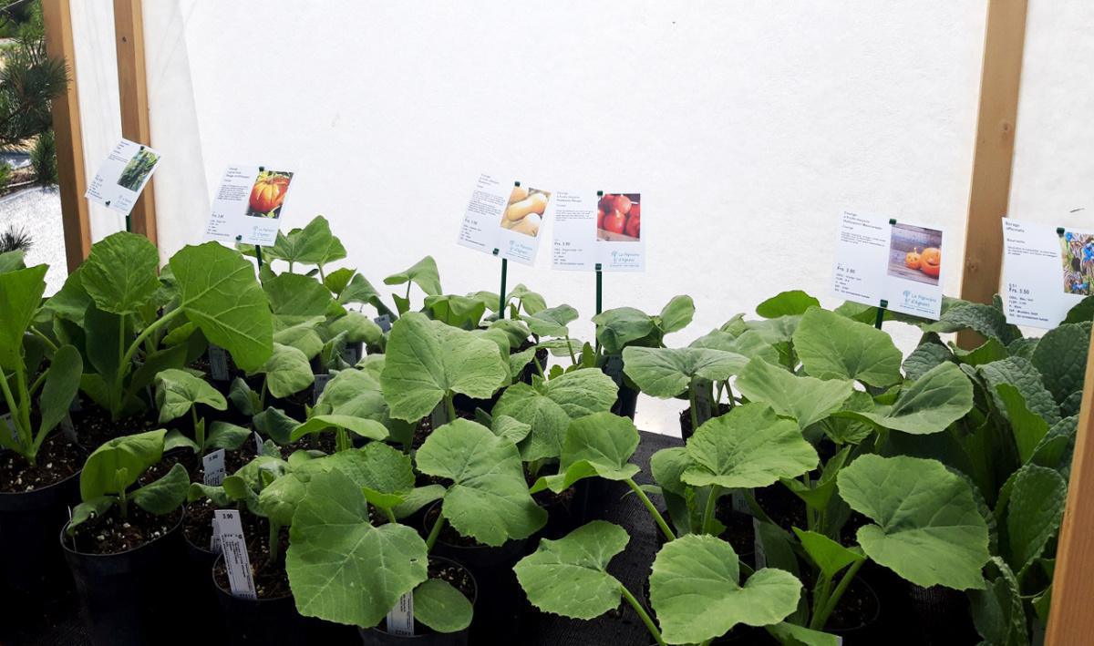 La Pépinière d'Agnens La Pépinière d'Agnens