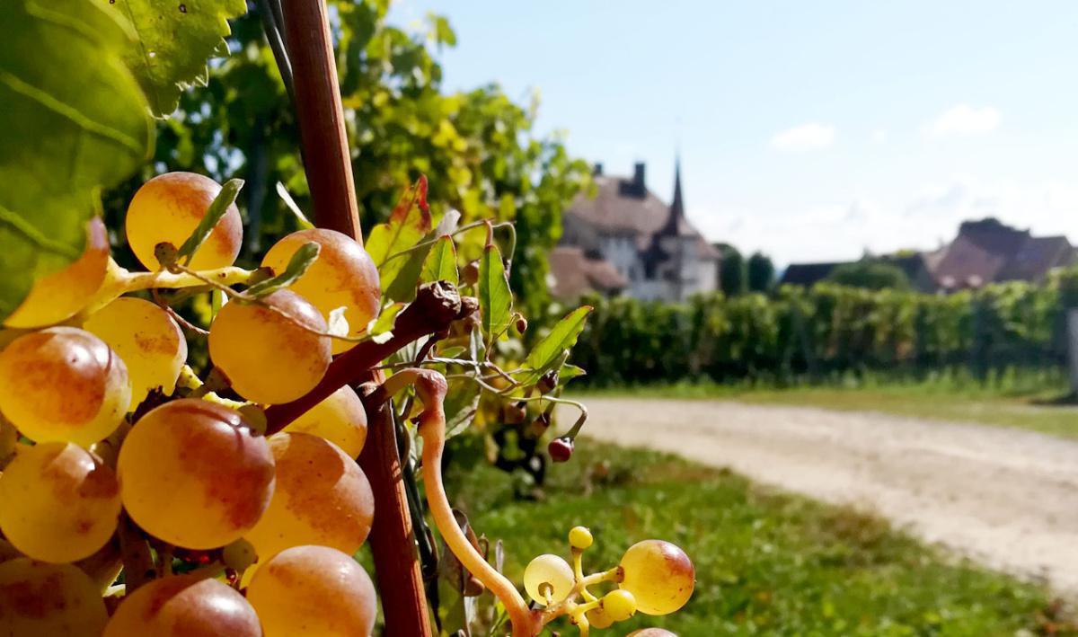 Caves du Château d'Auvernier Caves du Château d'Auvernier