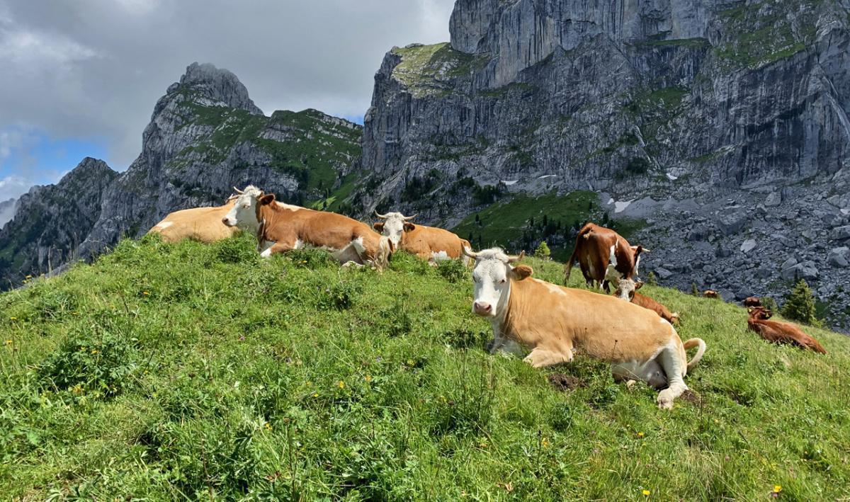 Ferme de la Chenaux Ferme de la Chenaux