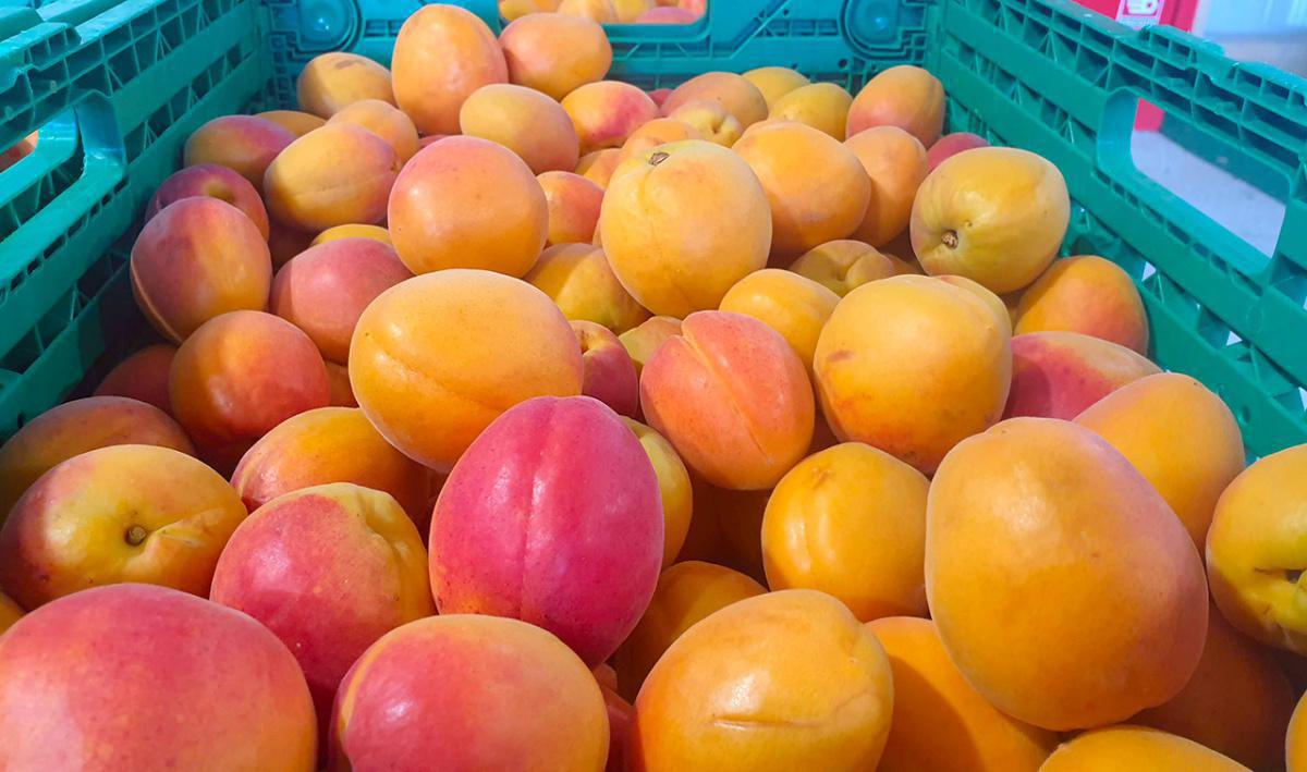 Vouillamoz Fruits Sàrl Vouillamoz Fruits Sàrl