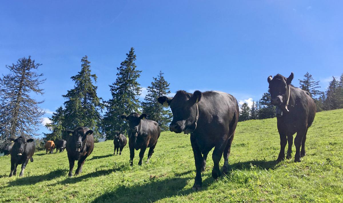 Domaine de Fontanasse Domaine de Fontanasse