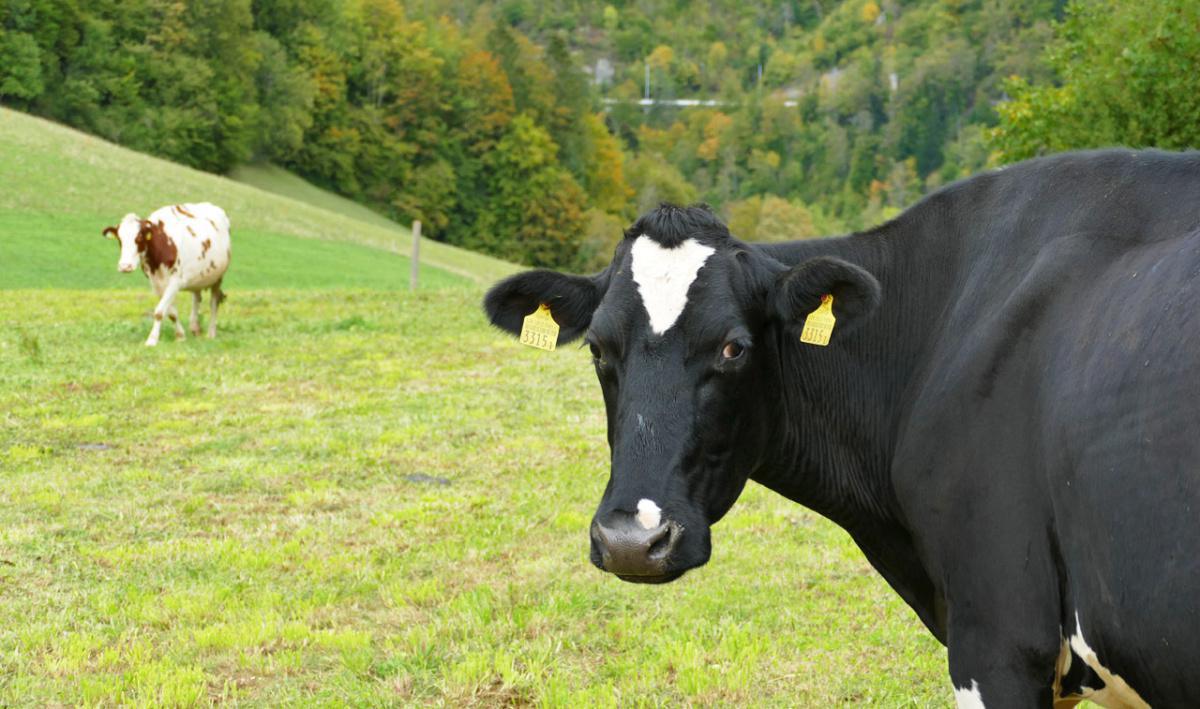 Fromage le St-Ursanne Fromage le St-Ursanne