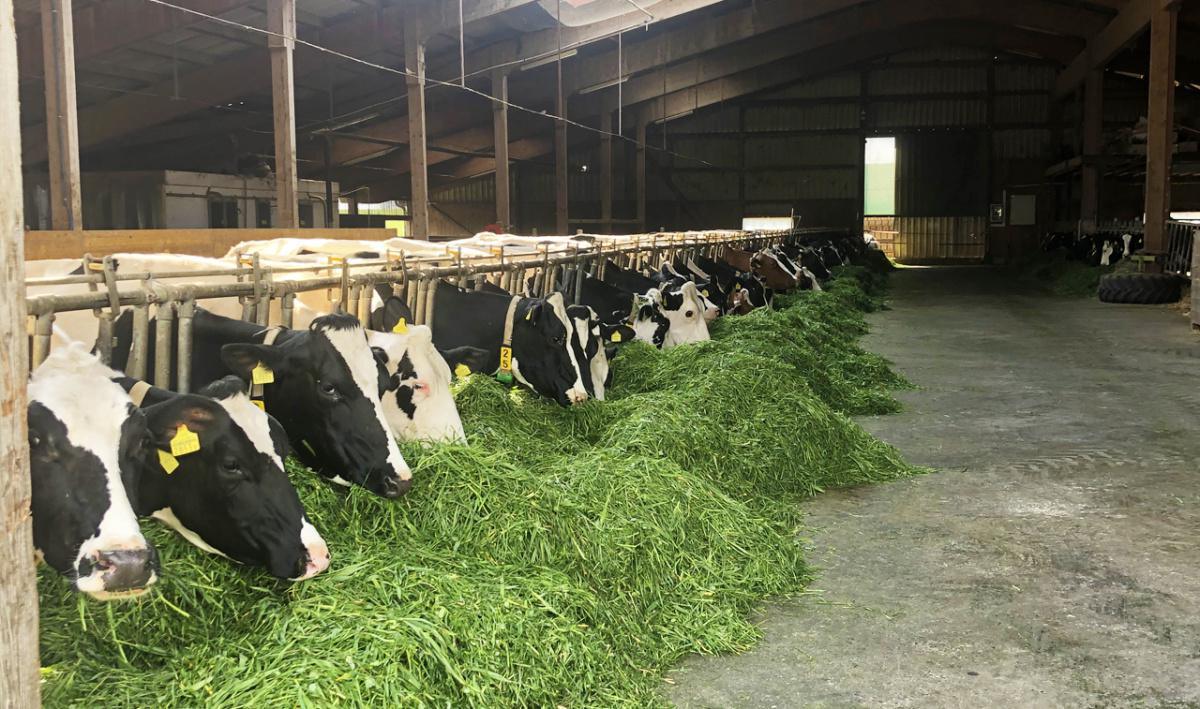 La Ferme de la Fenetta La Ferme de la Fenetta