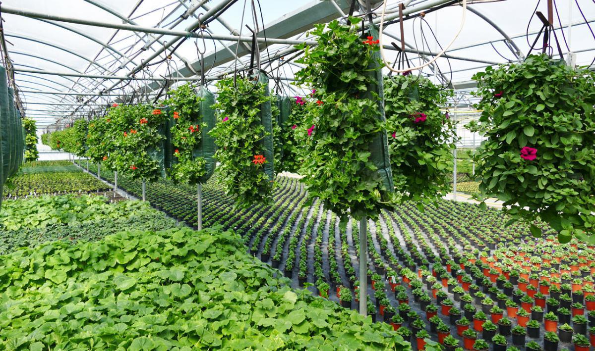 Jardinerie Desaules Jardinerie Desaules