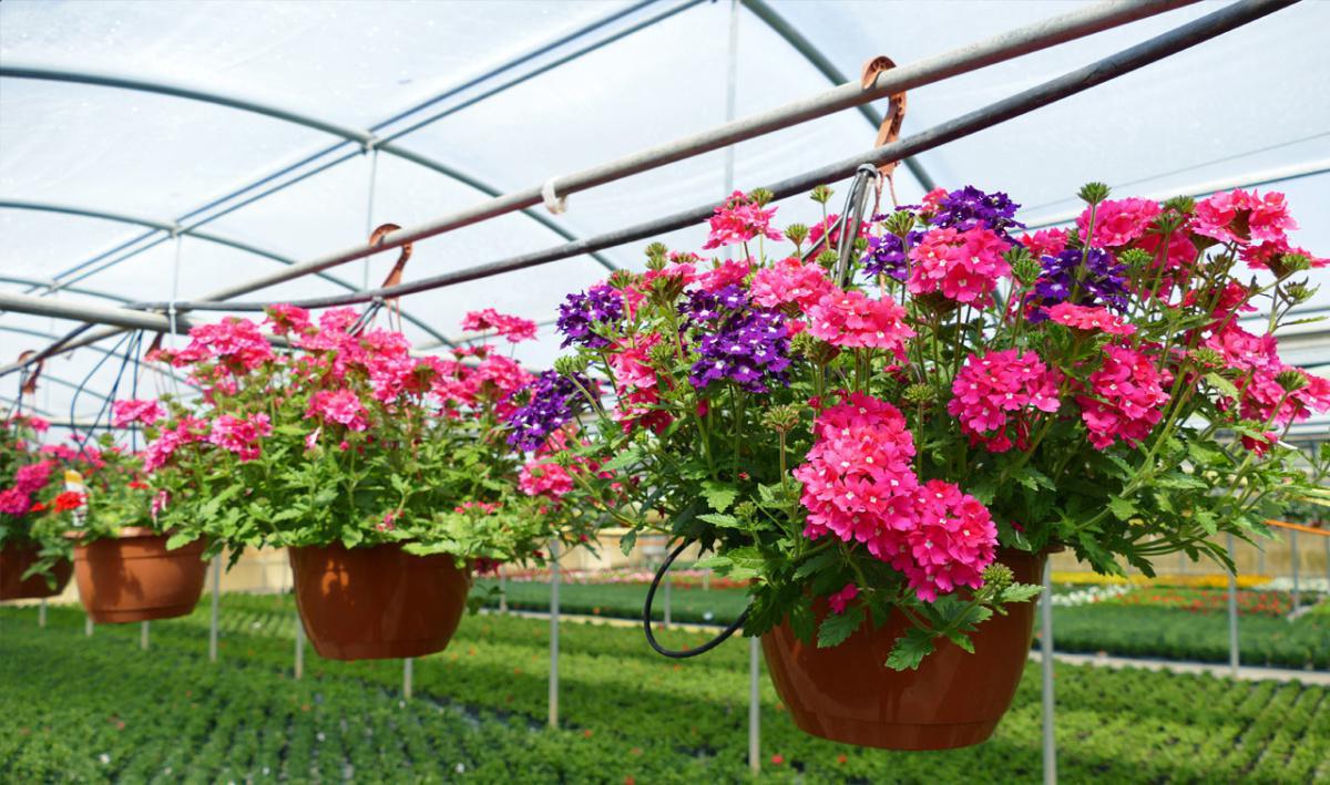 Jardinerie Desaules Jardinerie Desaules