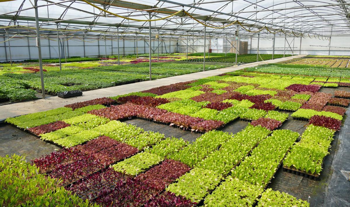 Jardinerie Desaules Jardinerie Desaules