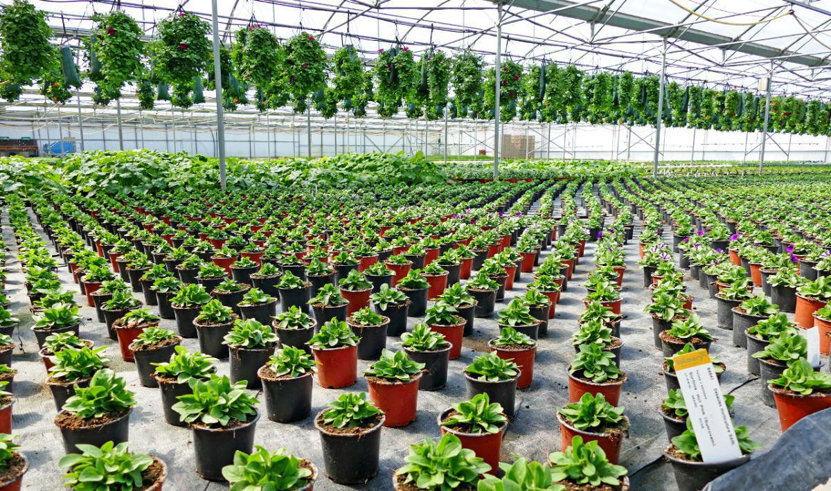 Jardinerie Desaules Jardinerie Desaules