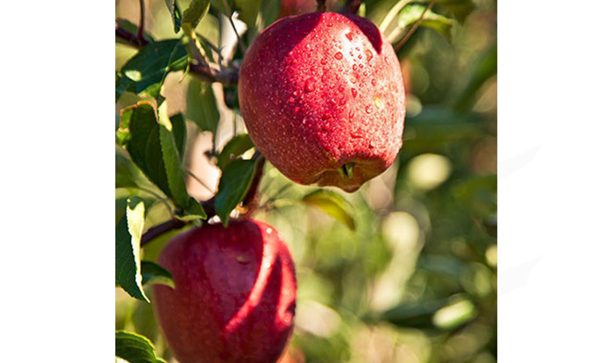 Be Fruits Sàrl Be Fruits Sàrl