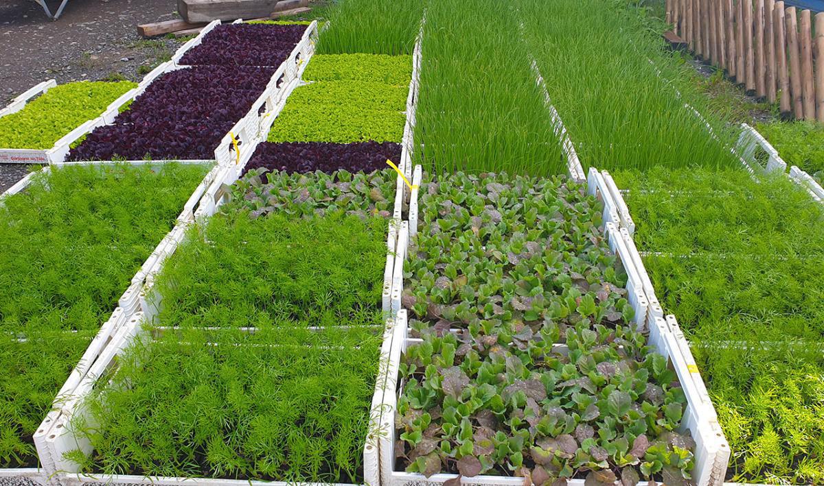 Domaine de la Perrole Domaine de la Perrole