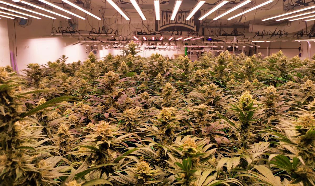 KDC Organic KDC Organic