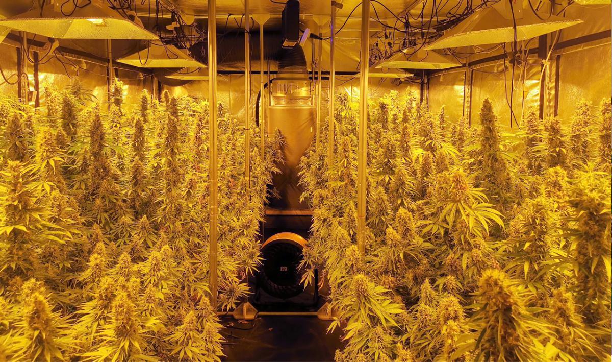 KDC Organic KDC Organic