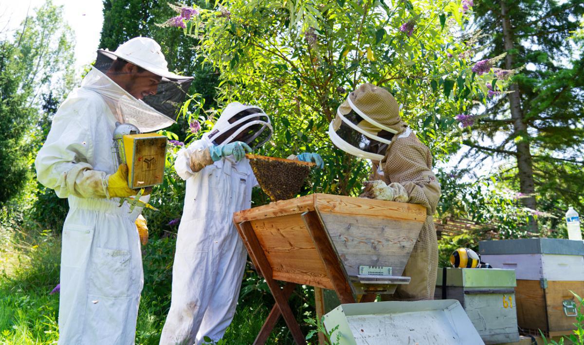 Printemps d'abeilles Printemps d'abeilles