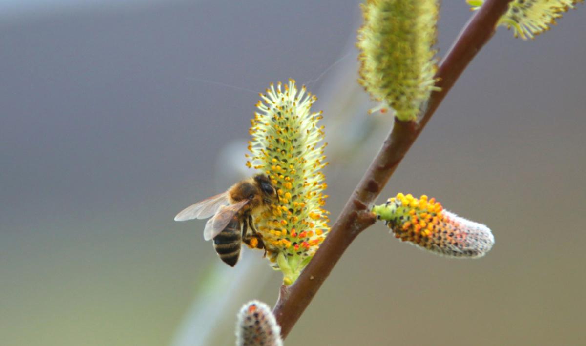 Printemps d'abeilles Printemps d'abeilles