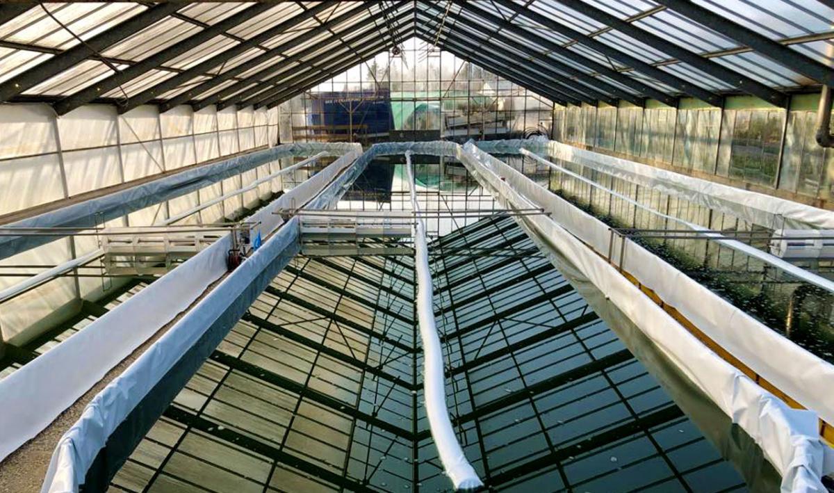 Spiruline Swiss Made Spiruline Swiss Made