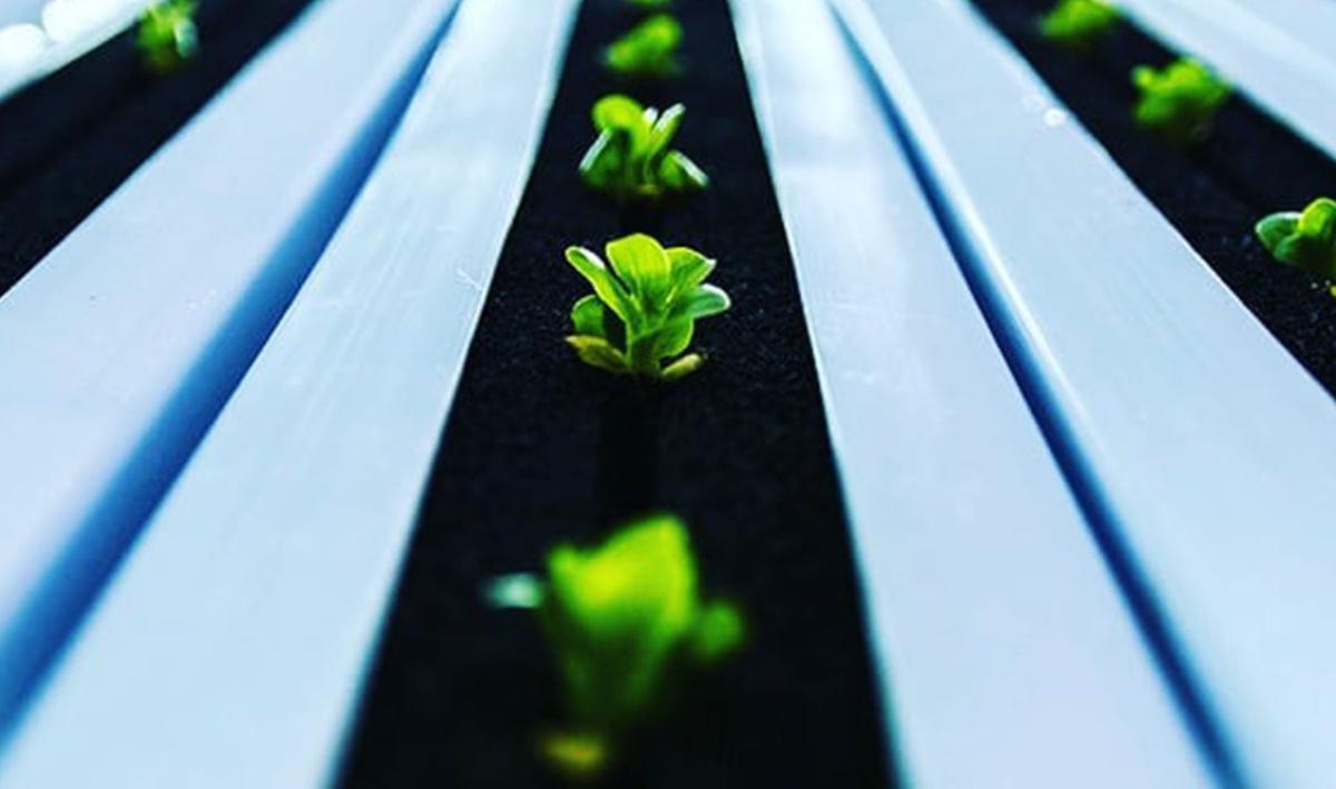 Swiss Vertical Farm