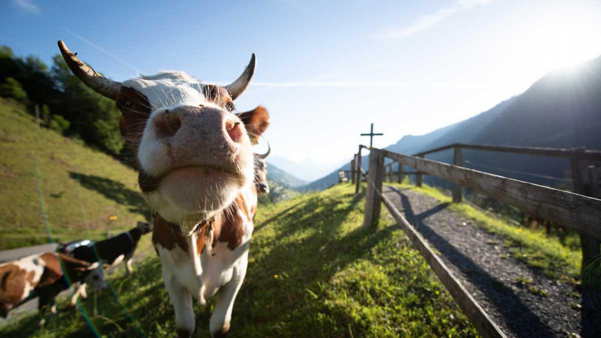 Traite des vaches & raclette d’alpage Traite des vaches & raclette d’alpage
