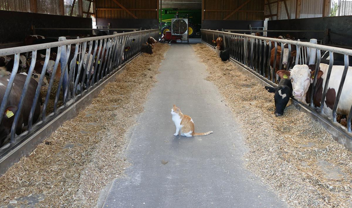 Boucherie à la ferme 