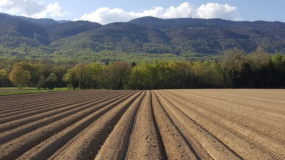 Domaine du Pied de la Dôle Domaine du Pied de la Dôle