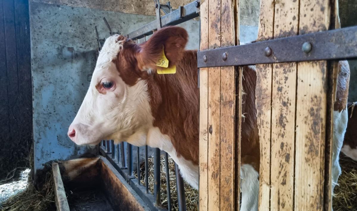 Ferme Schwizgebel Ferme Schwizgebel