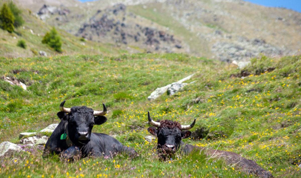 11e salon des alpages 11e salon des alpages