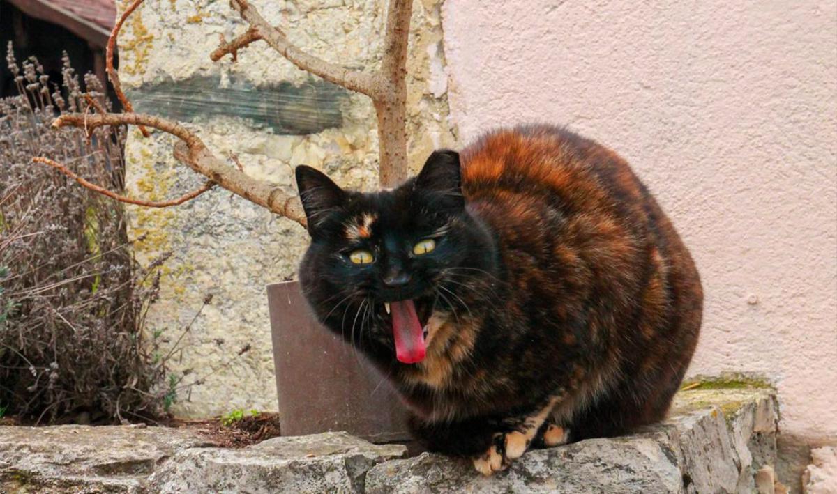 Cattin Agri Cattin Agri