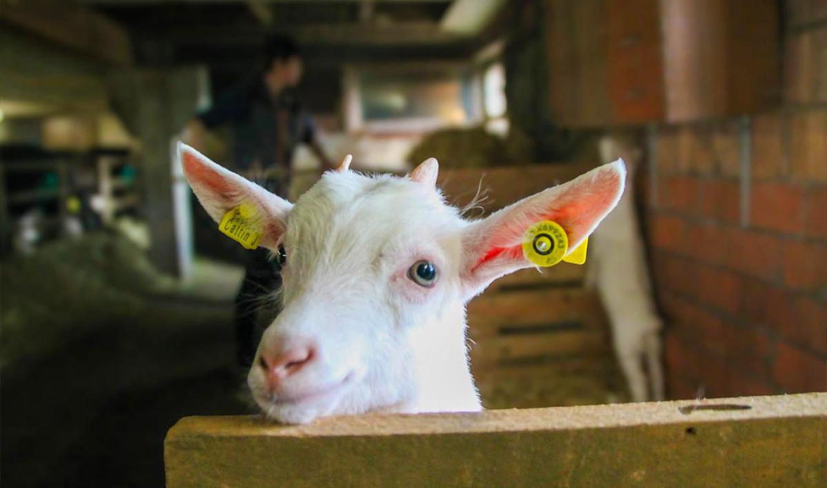 Cattin Agri Cattin Agri