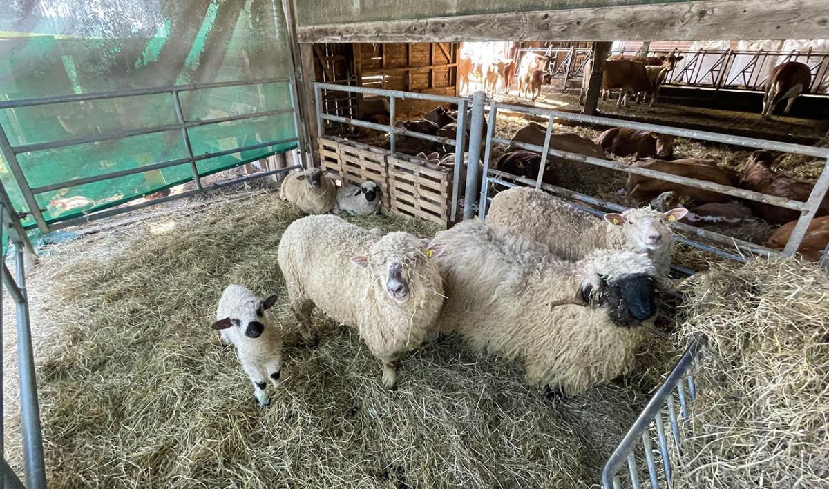 Fraismentbon Fraismentbon