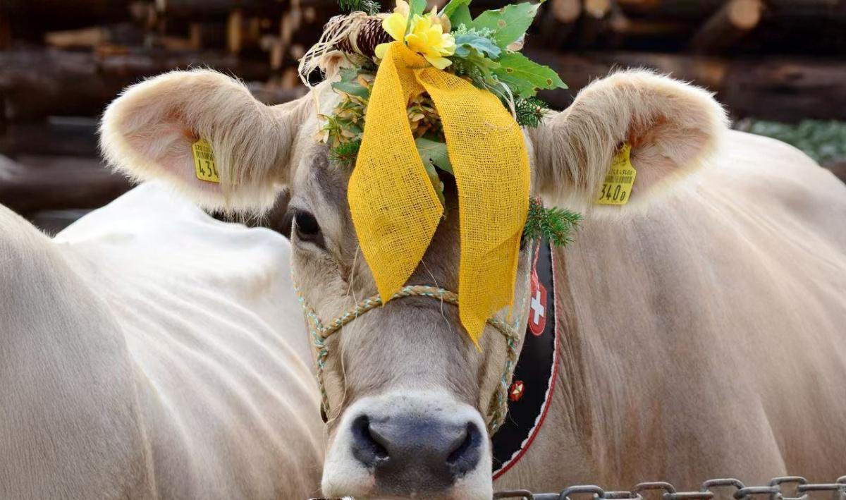 Journée agricole Léventine & Festival du fromage Journée agricole Léventine & Festival du fromage