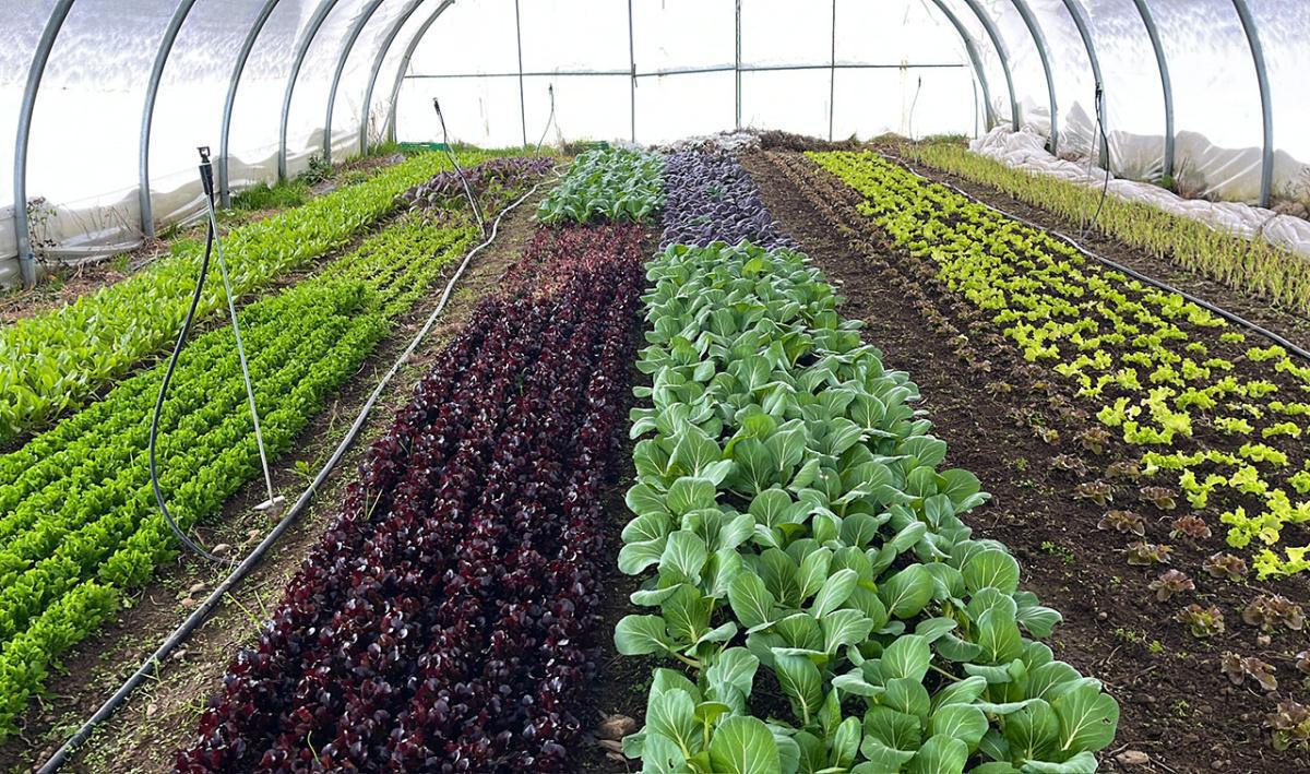 Domaine des Granges Domaine des Granges