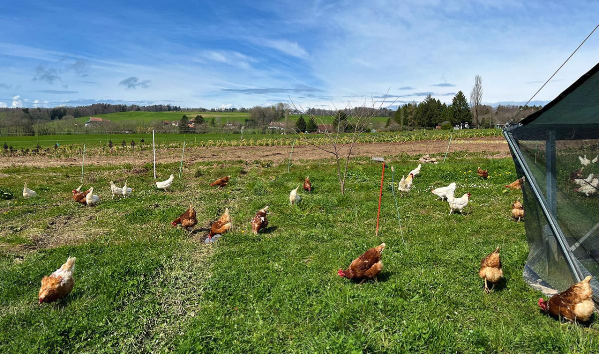 Domaine des Granges Domaine des Granges