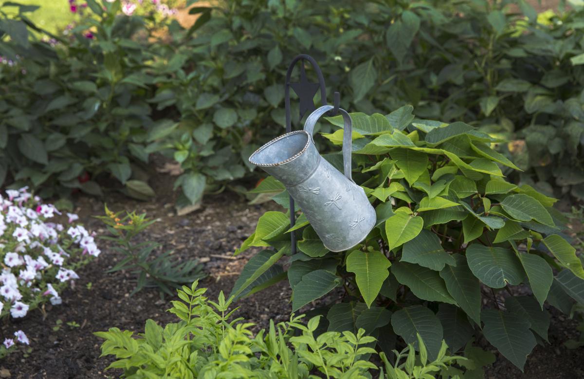 Waktu Terbaik Menyiram Tanaman Waktu Terbaik Menyiram Tanaman