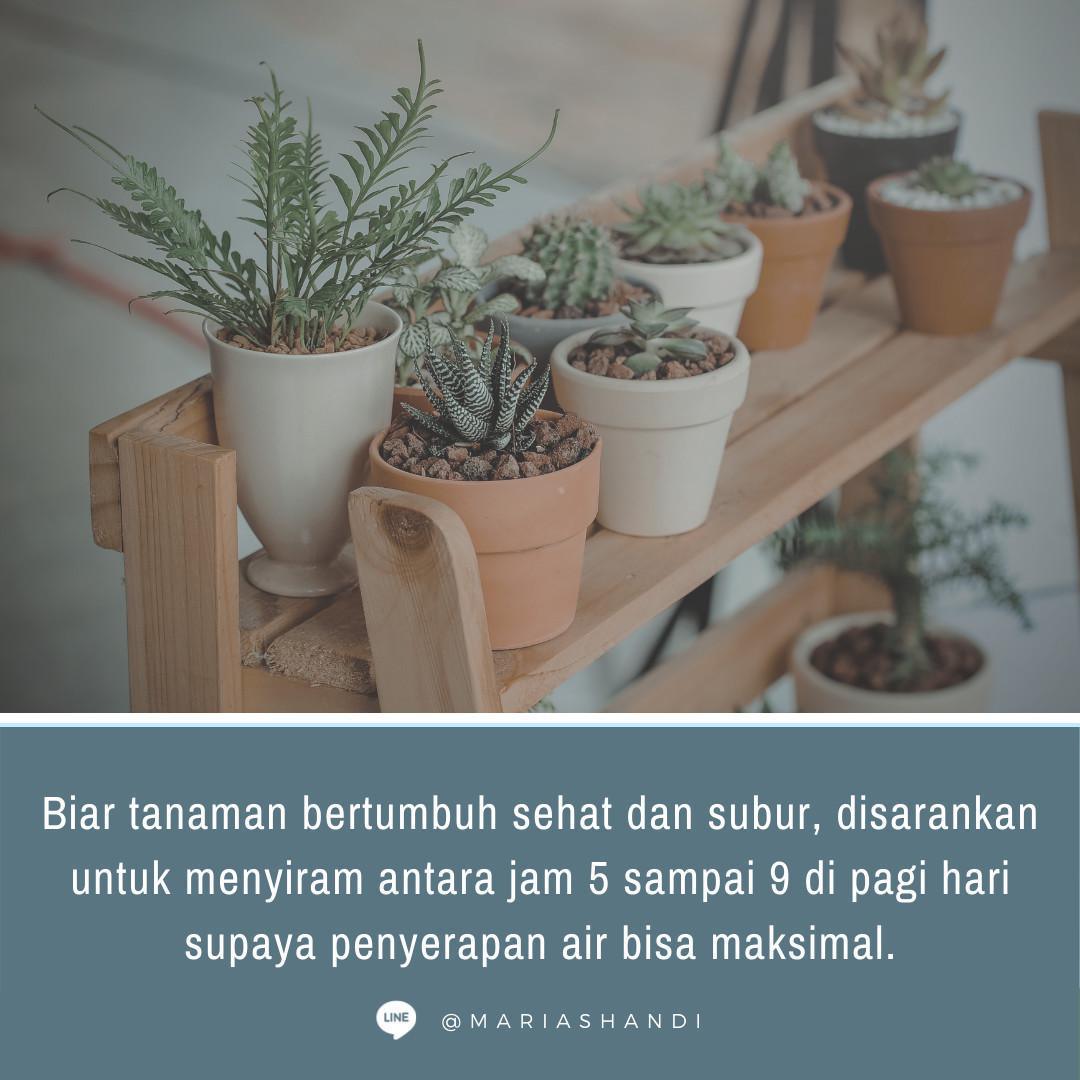 Waktu Terbaik Menyiram Tanaman