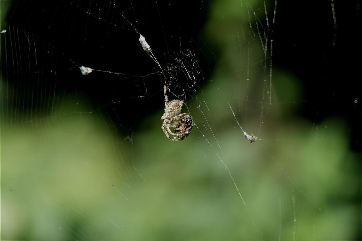 Neraka di Dunia Neraka di Dunia