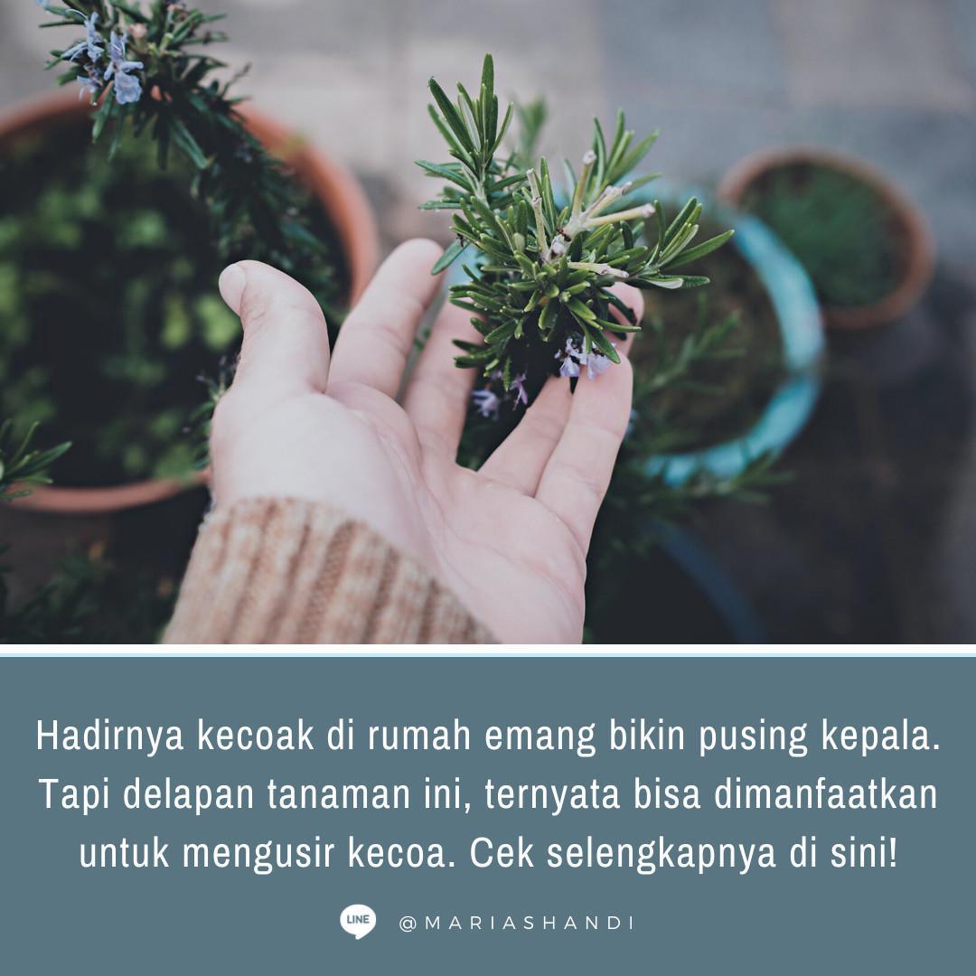 8 Tanaman untuk Usir Kecoak 8 Tanaman untuk Usir Kecoak