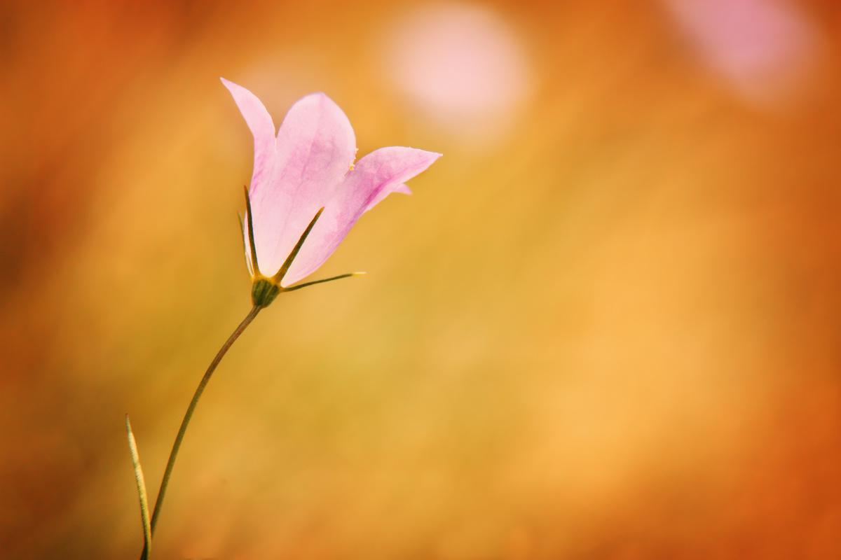 Fokus Perhatian Fokus Perhatian