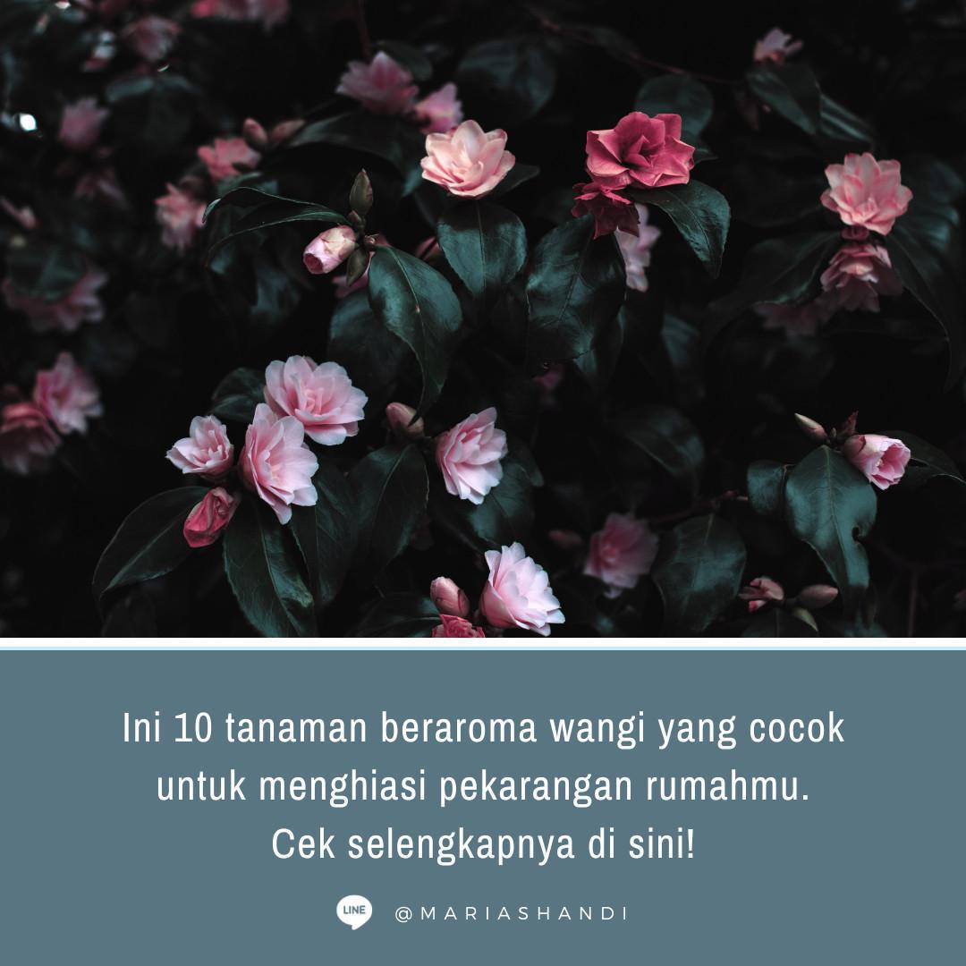 Tanaman Hias Wangi yang Cocok untuk Rumah Tanaman Hias Wangi yang Cocok untuk Rumah