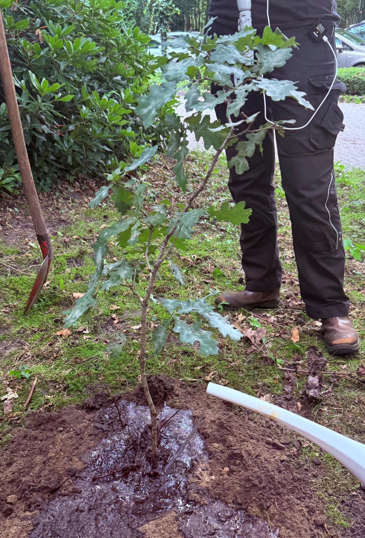 Baum-Challenge Baum-Challenge