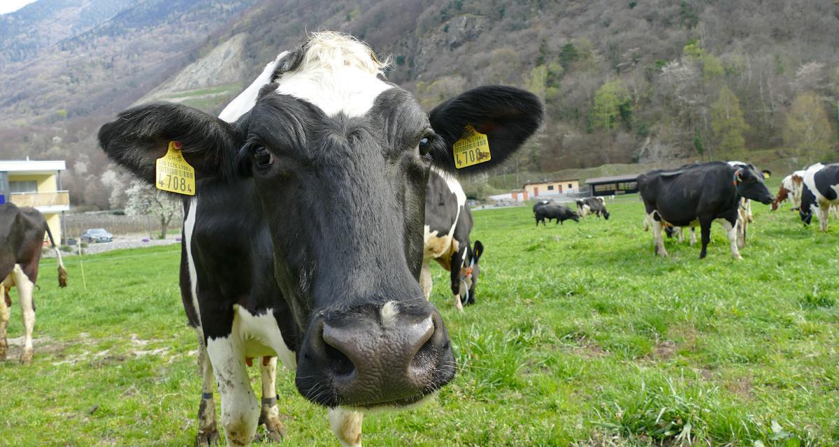 Lait qui table - Ferme de Collonges