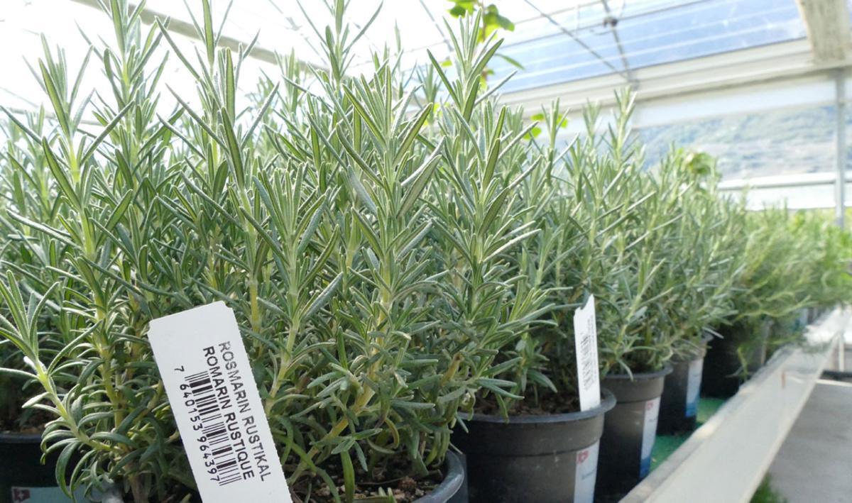 Roduit Plants SA Roduit Plants SA