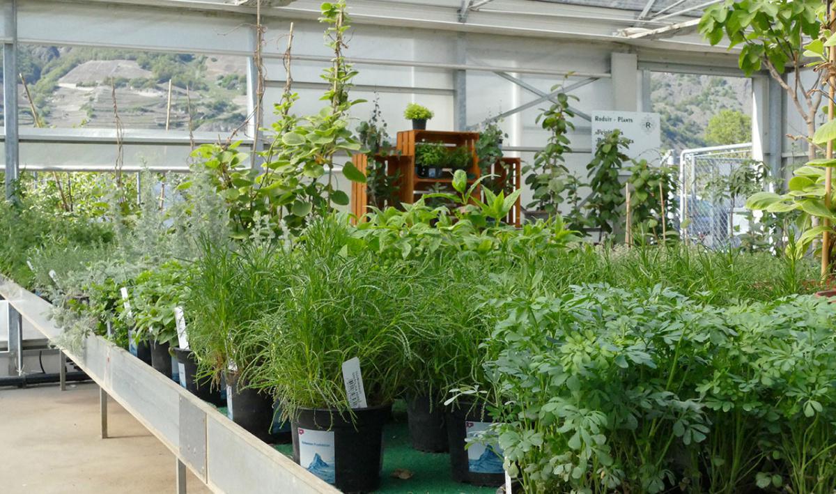 Roduit Plants SA Roduit Plants SA