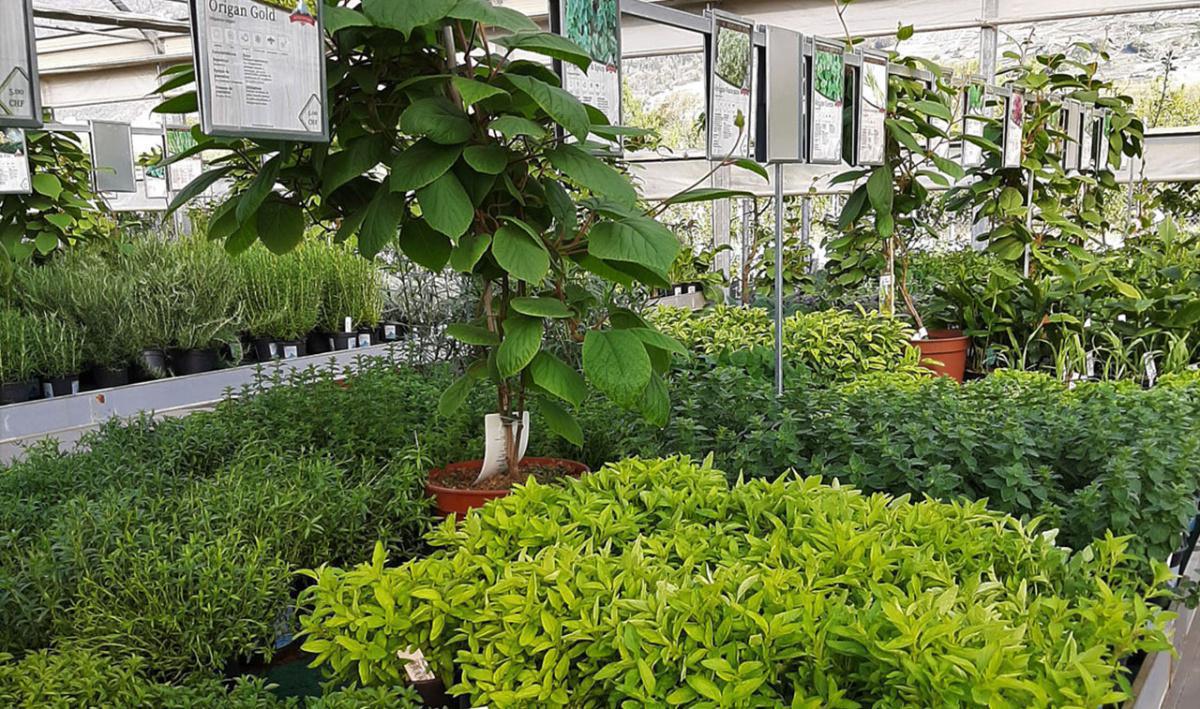 Roduit Plants SA Roduit Plants SA