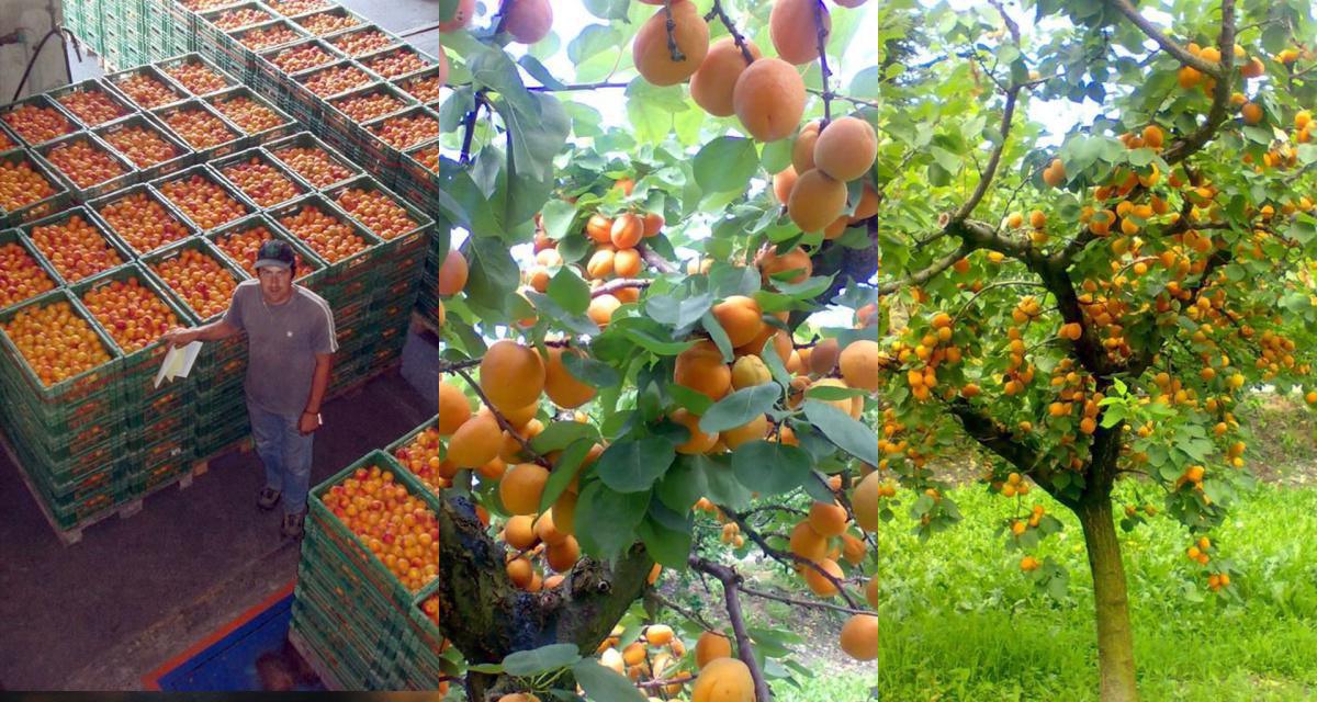 Fruitex SA Fruitex SA