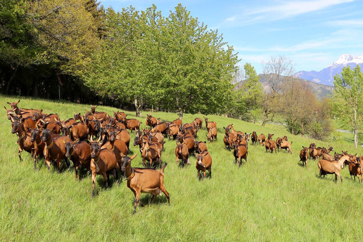 Besson c'est chèvrement bon Besson c'est chèvrement bon