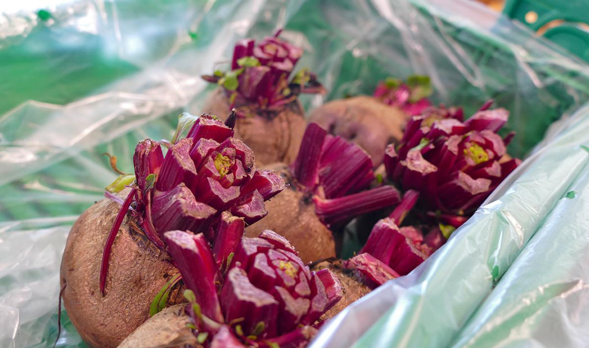 Biofruits SA Biofruits SA