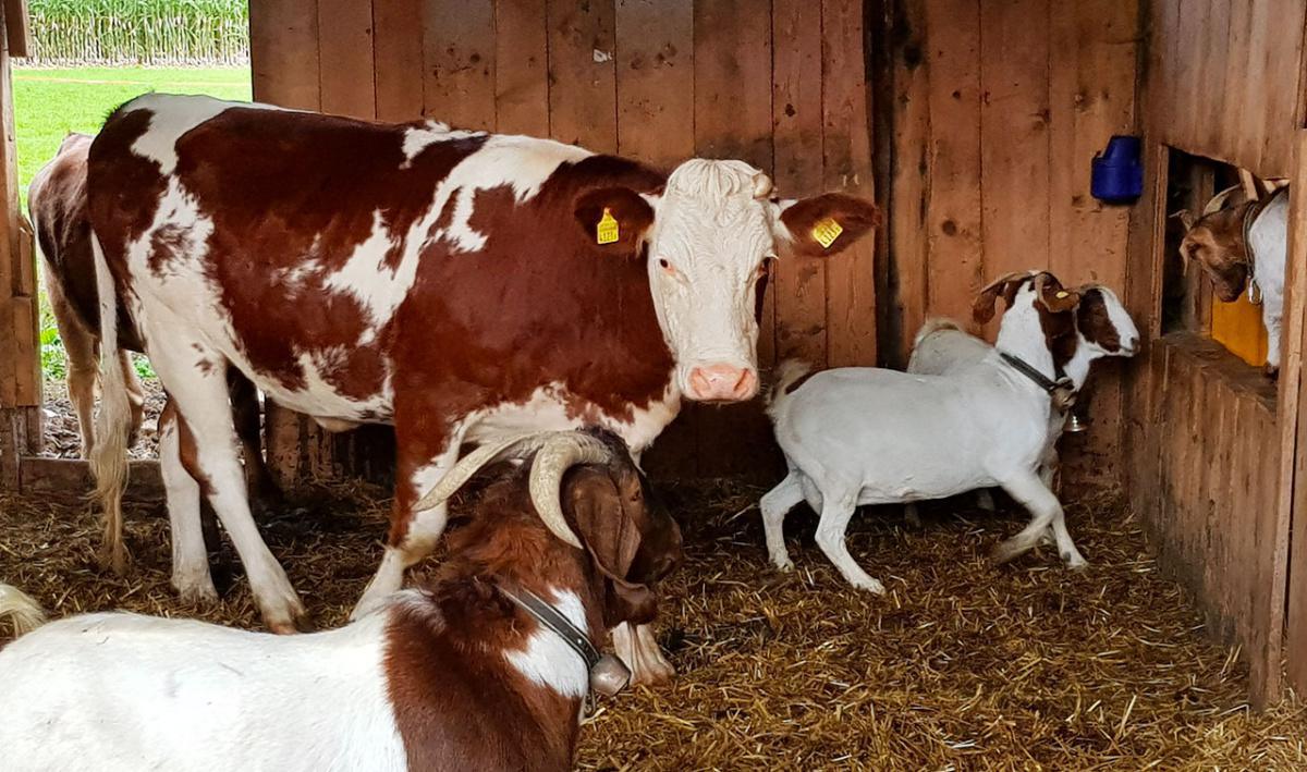 Petit Marché Bio Petit Marché Bio