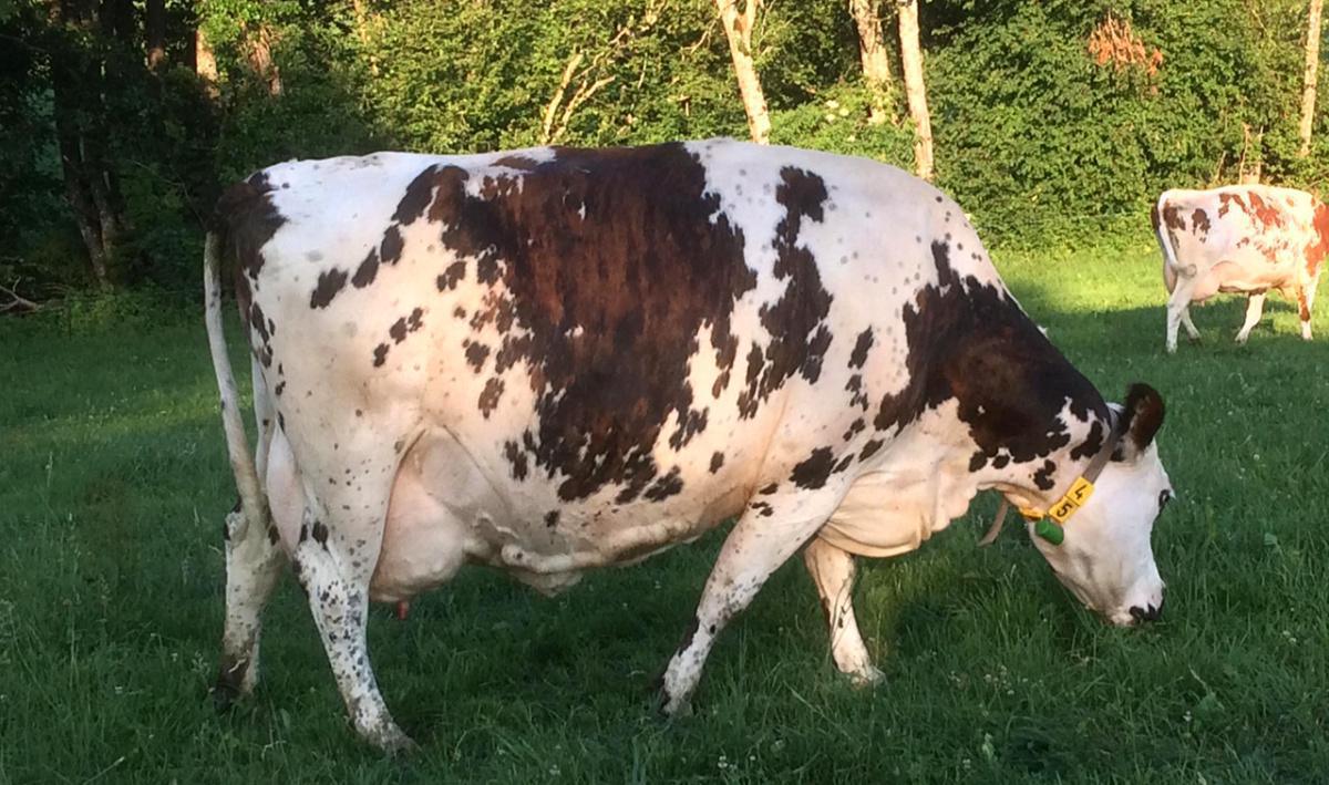 Ferme de Mannesivaz Ferme de Mannesivaz