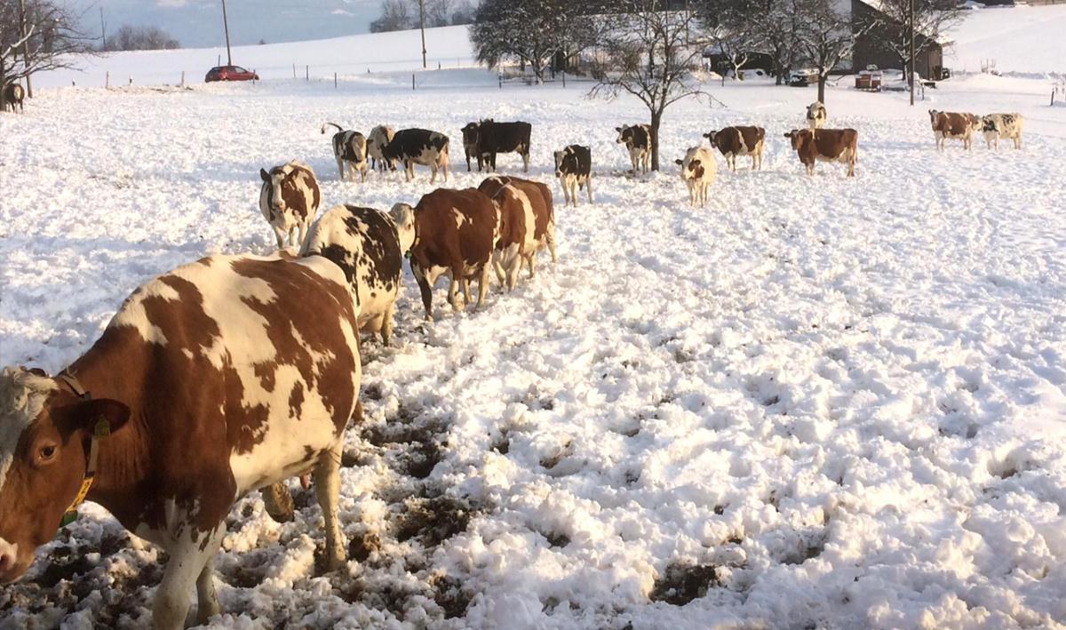 Ferme de Mannesivaz Ferme de Mannesivaz