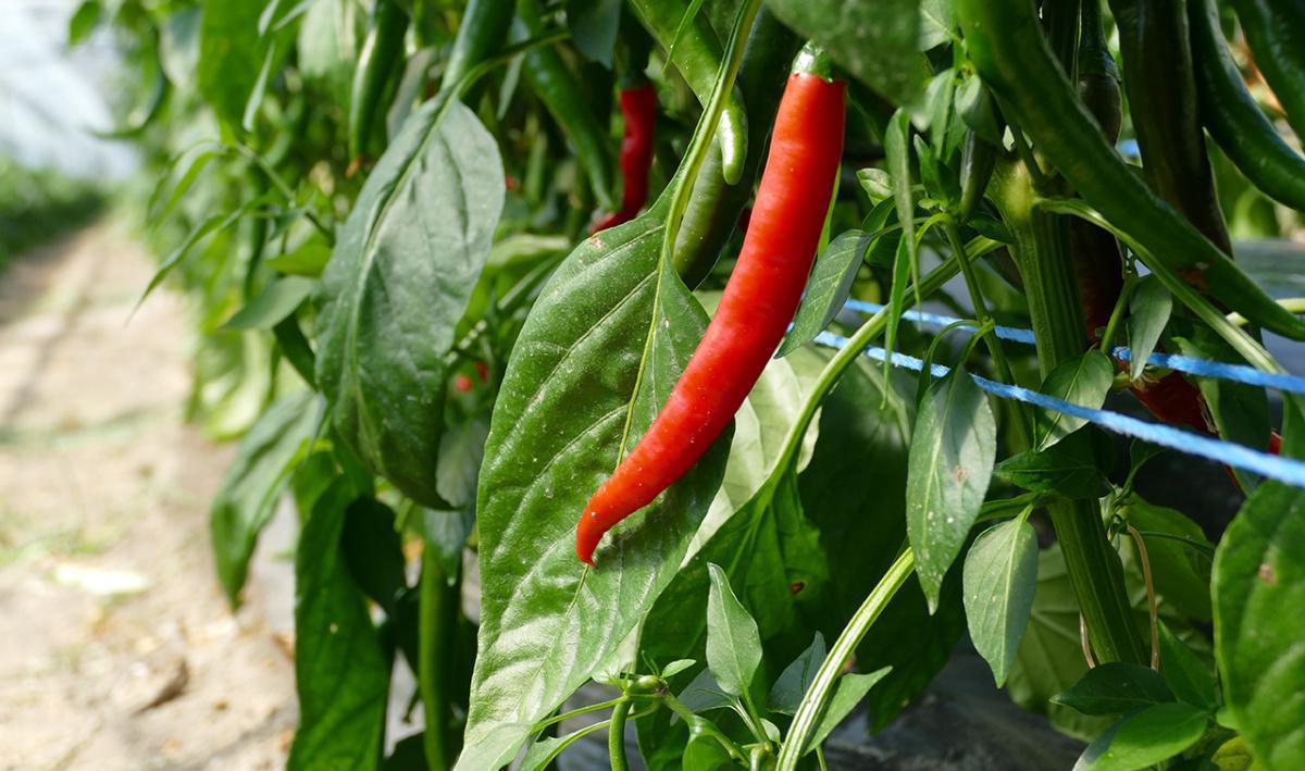 Kiosque de la Vallée - Saxon Kiosque de la Vallée - Saxon