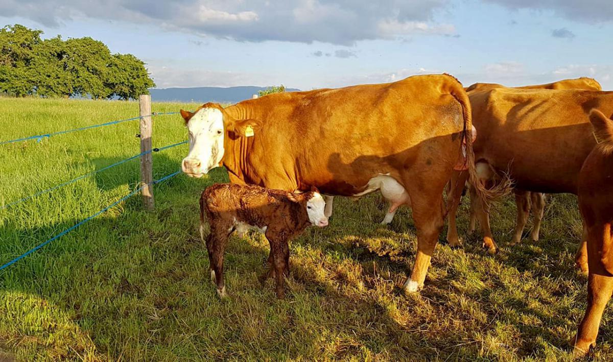 Domaine Mathys Domaine Mathys